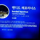 벤도라 네이버블로그
