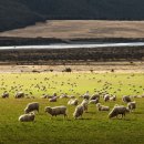 자경목장 이미지