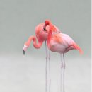 플라밍고 이미지