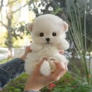 광주강아지분양 고양이분양 미유펫 본점 | 순창강아지분양 친절한 안내의 미유펫