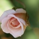 사랑의빛 이미지