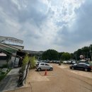 [인천 만의골 카페] 800년 은행나무 뷰와 싱그러운 플랜테리어 가득한 '소슬재' 후기