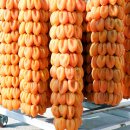 지리산곰실곶감농원 | 함양여행 지리산 함양고종시곶감 곰실곶감 견학후기