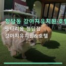 펫타리움 청담점 | 청담동 강아지유치원·호텔 선택 가이드