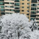 서울에 밤새 눈이 왔어요^^ 이미지