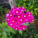 수선농장 이미지