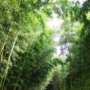 섬진강대숲길 이미지