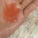 버박 케토클로 약용샴푸 / 반려동물 알러지 처방샴푸 추천