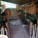 선녀와나무꾼 이미지