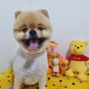 심쿵하개 이미지