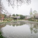 보문정 | 경주 보문정 수양벚꽃 명소 무료 여행지 추천 (2026 벚꽃 시즌 )