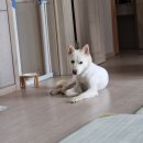 언니야PC 이미지