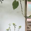 양지-2773 이미지