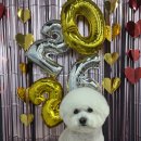 다원하개 이미지