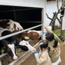 브라운스테이민박 이미지