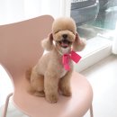 디어펫살롱 이미지