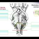 Brainstem-External_structure : Anterior aspect - Medulla oblongata 이미지