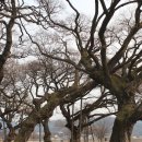 성주 경산리 성밖숲 이미지