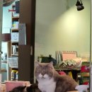 멍이와 쿤이 이미지