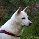 애견백과 - 스웨디시 화이트 엘크하운드 (Swedish White Elkhound) 이미지
