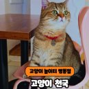 개냥이 | 명동이색카페 고양이놀이터 명동점 솔직후기 개냥이 천국 명동고양이카페