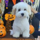 은아 펫 타운 | 일산 강아지 분양, 꼬동드툴레아 분양받은 은아애견농장 후기