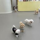 룰루랄라 댕치원 이미지