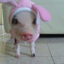 GTQ포토샵1급(자격증) 이미지