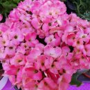 GS25고양주교점 이미지