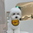 한올디테일그루밍 네이버블로그