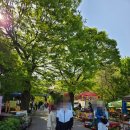 (주)엘제이청은 | 서산 개심사 청벚꽃·겹벚꽃 2025년 방문 후기와 2026년 개화 시기