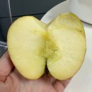 홈골 | [홈골농원 사과] 청송 부사 사과 내돈내산 후기