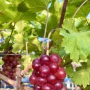 홍주농장 이미지