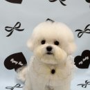 편안한댕 이미지