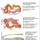 곱창과 막창은 어떻게 다른가 ??? / 곱창과 막창의 차이 이미지