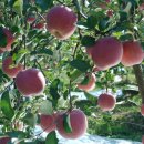 한나리농장 이미지