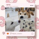 딜리얌 | 강아지수제간식 강아지자연식 사료토핑 화식추천 [딜리얌]