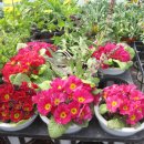 꽃 - 화해 이미지