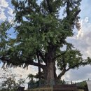 북면310 | 경북도, ‘왕사남’ 열풍… 금성대군 넋 깃든 은행나무, 국가산림문화자산 추진