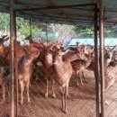 한계사슴농원 이미지