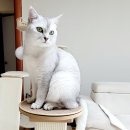 아토주 파우제스크래쳐 튼튼한 기둥스크래쳐 후기
