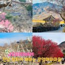 양지마을3로 4-15 | 전남 광양 매화마을 2026 매화축제 실시간 cctv 주차장