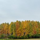 유천동 자연드림 앞 | 11월 늦가을 단풍 막차 서울근교 인천 드림파크 야생화단지 후기 (은행나무길, 억새, 주차 꿀팁)