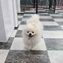 꾸미는 강아지 이미지