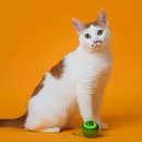 슬기로운 집사생활 이미지