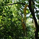 가문여산(68)당산[4산] 안산[2산] 큰산[2산]남작묘(34) 납닥산(29)큰밤섬(44)마끝티(28)/충남보령원산도[13산] 이미지