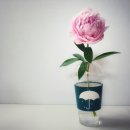 대박 김밥 이미지