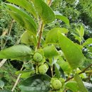 창원단감테마공원 이미지