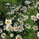 원단에 그리는 꽃그림(천아트) 이미지