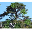 광한루원 주차장 이미지